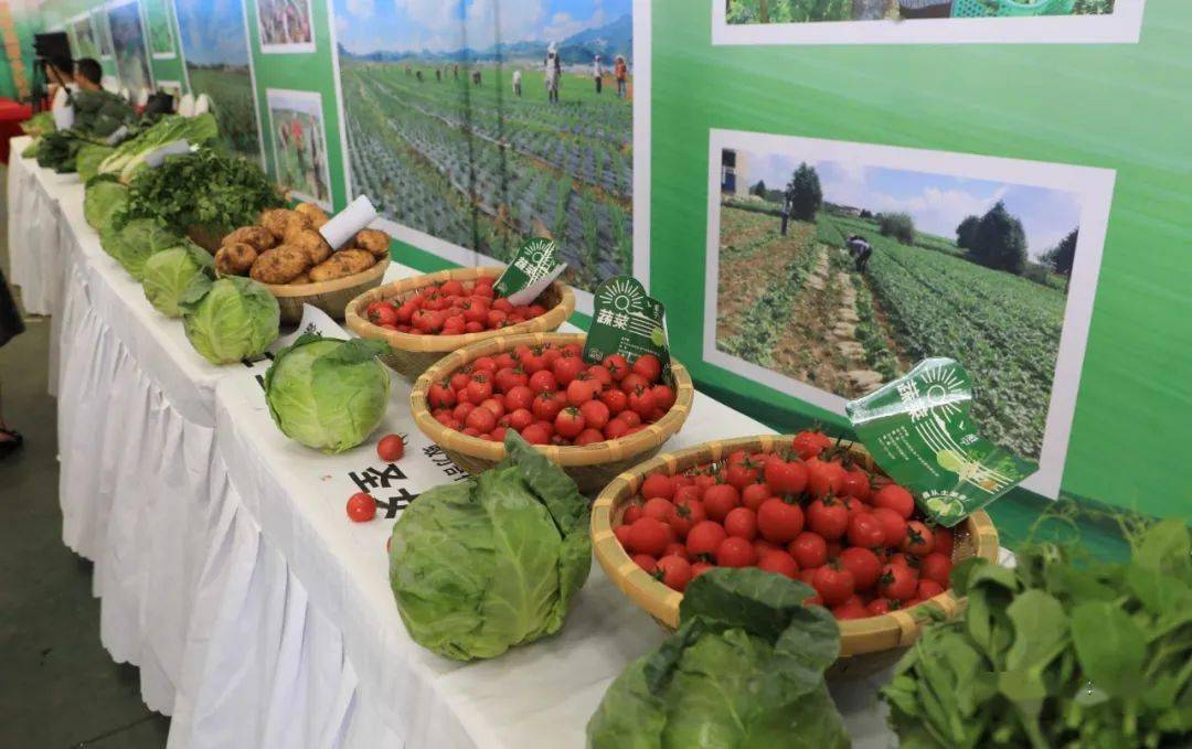 威宁土豆 黄白双心，质优量大，十斤起发，从优供应