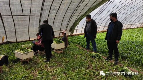 市区联合行动 强化疫情期间农产品质量安全监管，推进食用农产品合格证制度落地