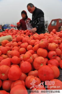 食用农产品价格连降四周 稳价保供成效显现，市场供需日趋平衡